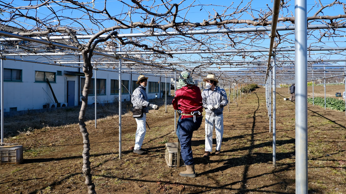 キウイの剪定